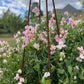 Farmgate Bunches ~ Sweet Peas