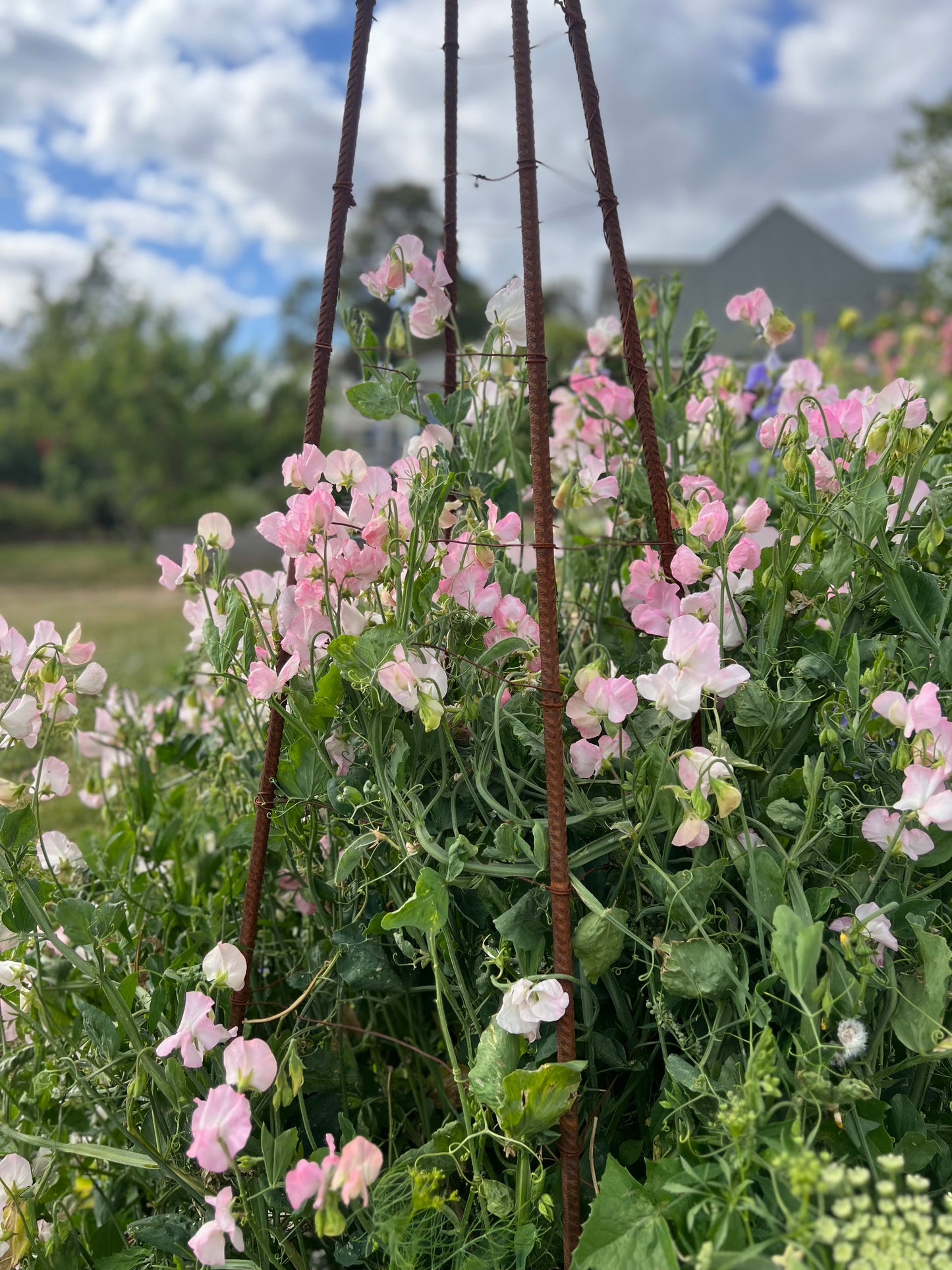Farmgate Bunches ~ Sweet Peas