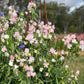 Sweet Pea: Spring Sunshine Blush