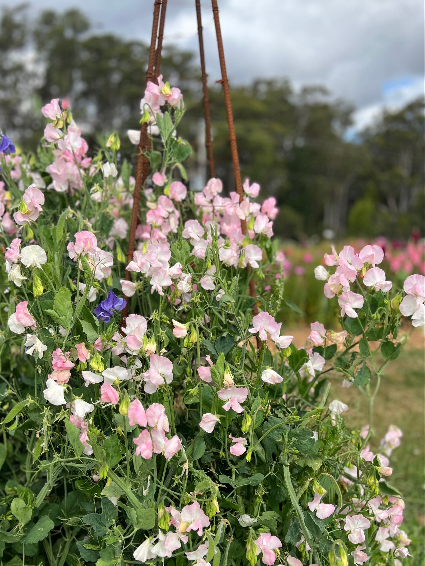 Sweet Pea: Spring Sunshine Blush