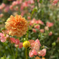 A close up of Candy Floss Sweet Pea entwining Dahlia' Old Gold'