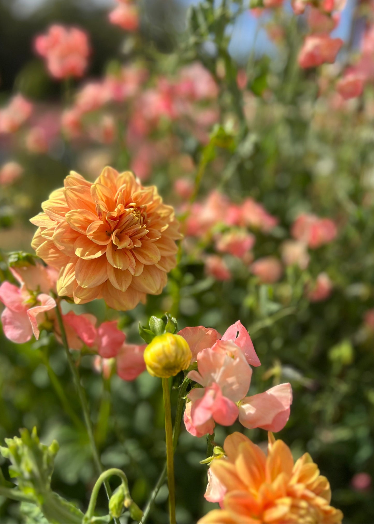 A close up of Candy Floss Sweet Pea entwining Dahlia' Old Gold'