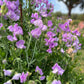 Sweet Pea: Celeste Lavender