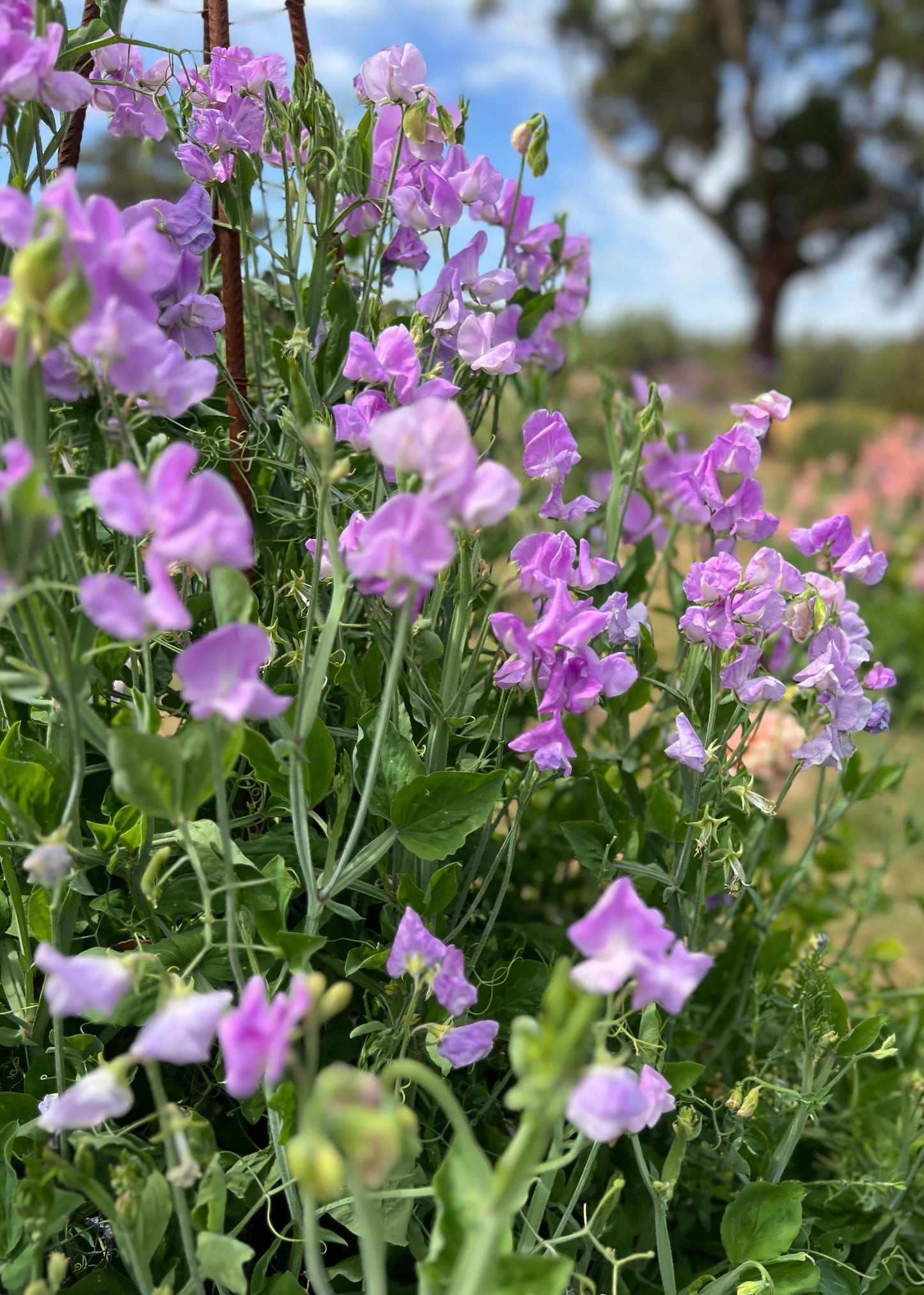 Sweet Pea: Celeste Lavender