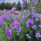 Celeste Lavender flowers with a blurred background of trees and sky