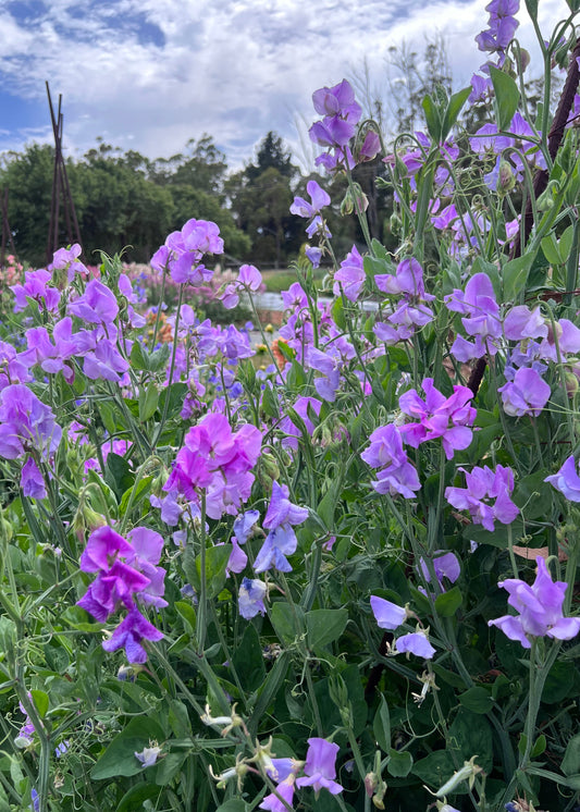 Celeste Lavender flowers with a blurred background of trees and sky