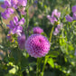 'Celeste Lavender'Sweet Pea entwining around dahlia 'Shirley Yeomans'
