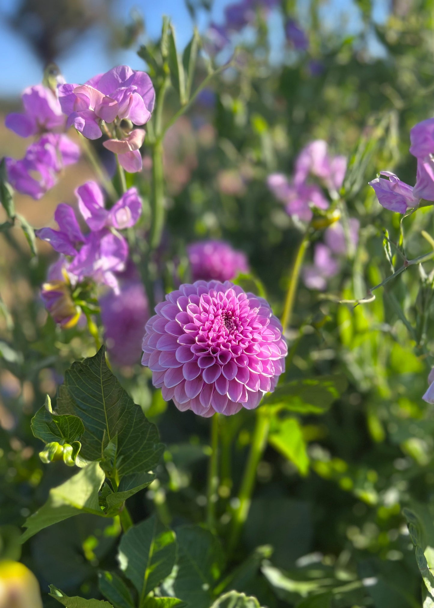 'Celeste Lavender'Sweet Pea entwining around dahlia 'Shirley Yeomans'