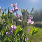 Lavender flowers with green leaves against a blue sky