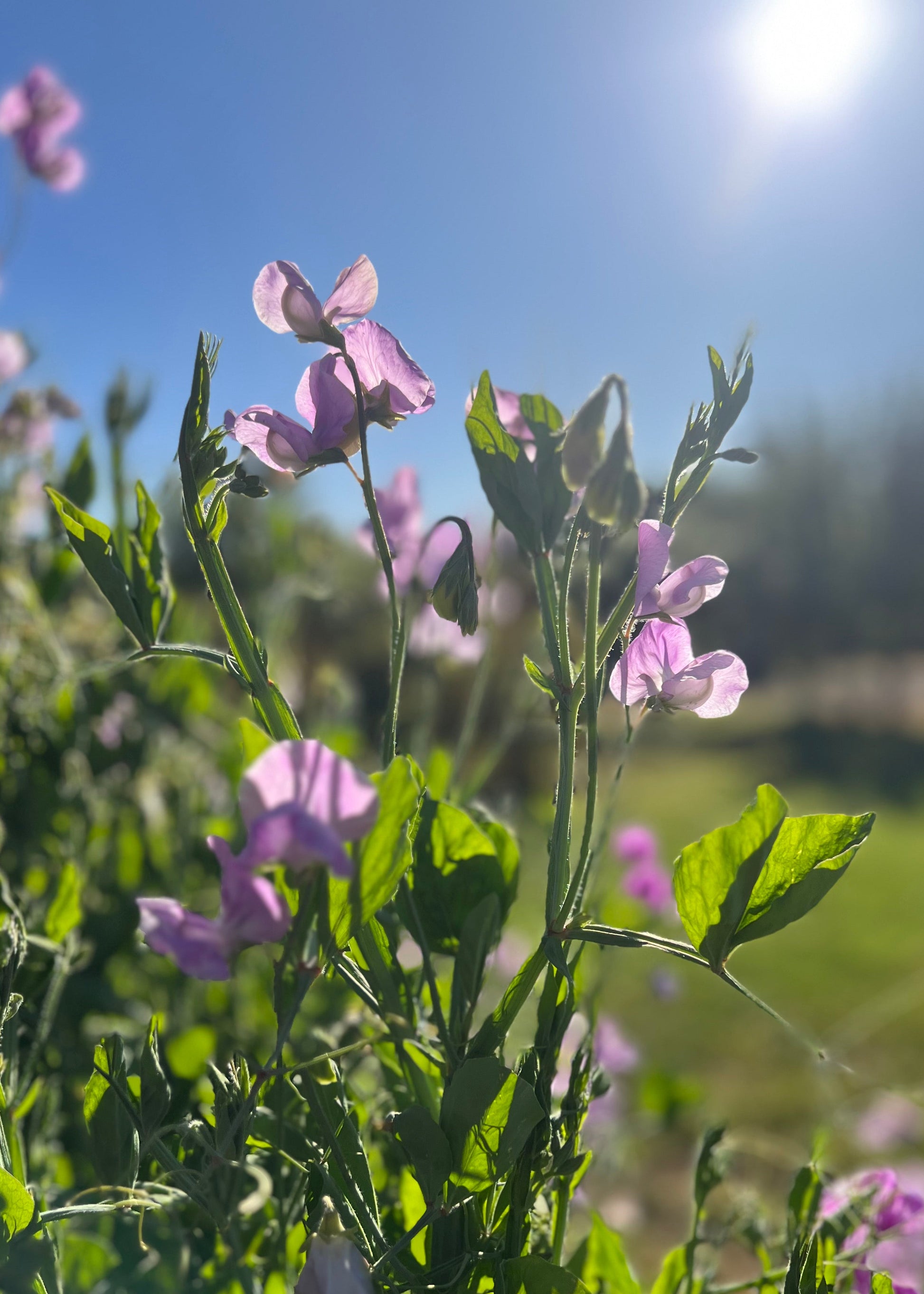 Lavender flowers with green leaves against a blue sky