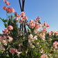 Sweet Pea: Spring Sunshine Peach