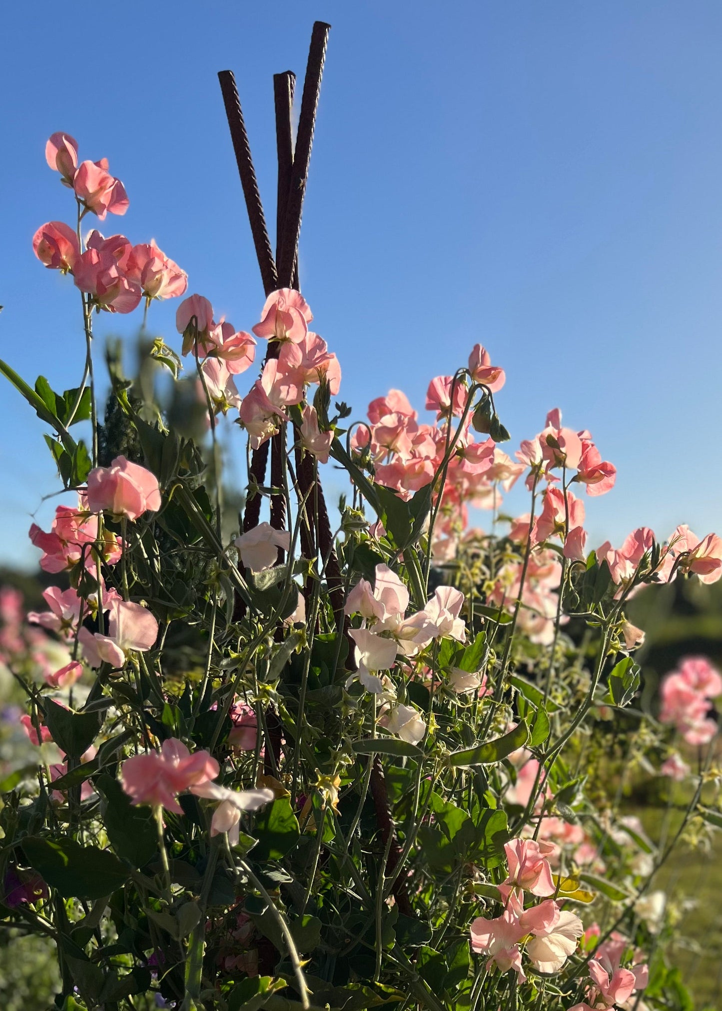 Sweet Pea: Spring Sunshine Peach