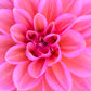 Dahlia 'Smokey Downs'