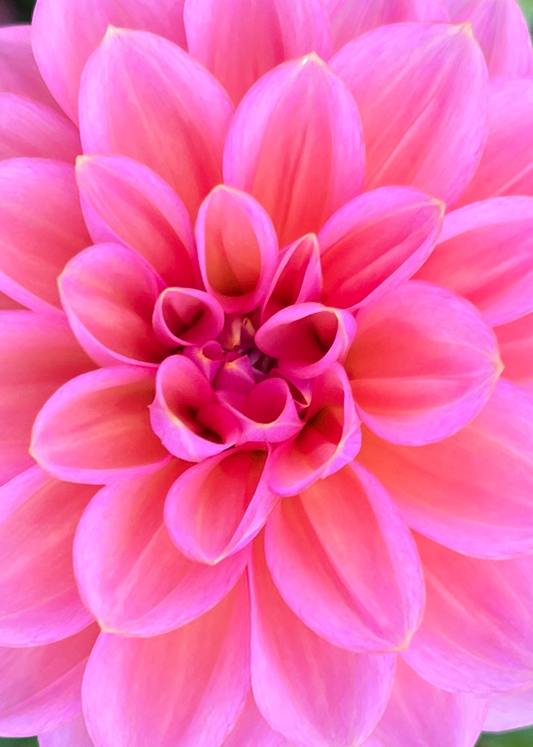 Dahlia 'Smokey Downs'
