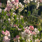 Sweet Pea: Spring Sunshine Blush
