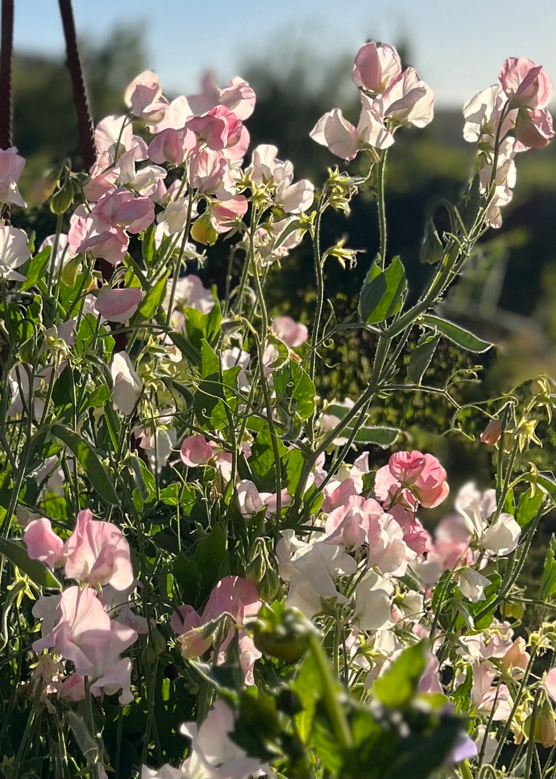 Sweet Pea: Spring Sunshine Blush