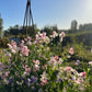 Sweet Pea: Spring Sunshine Blush