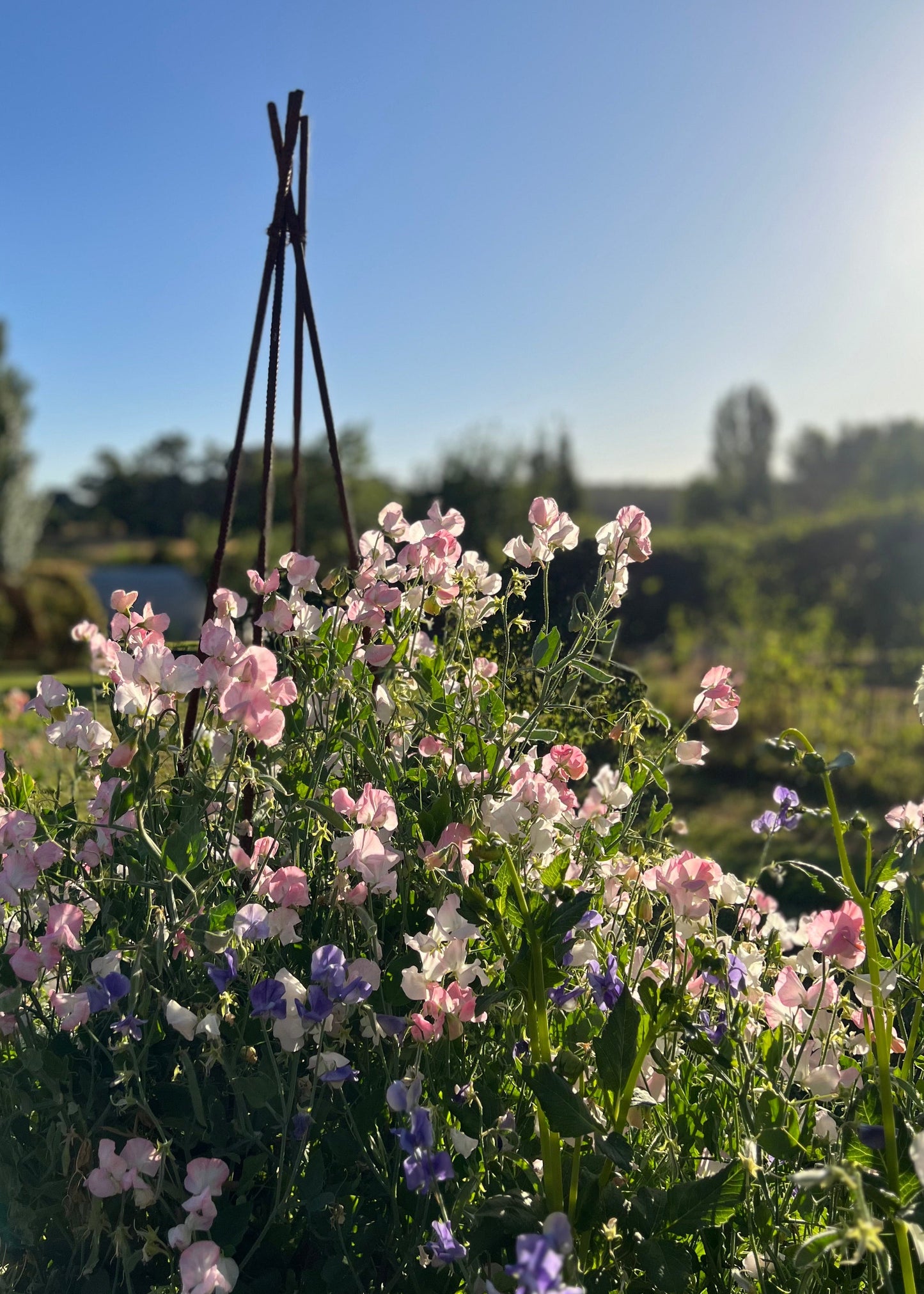 Sweet Pea: Spring Sunshine Blush