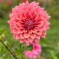 Dusty Pink Dahlia - Under the Sea flowering in a garden with a blurred background