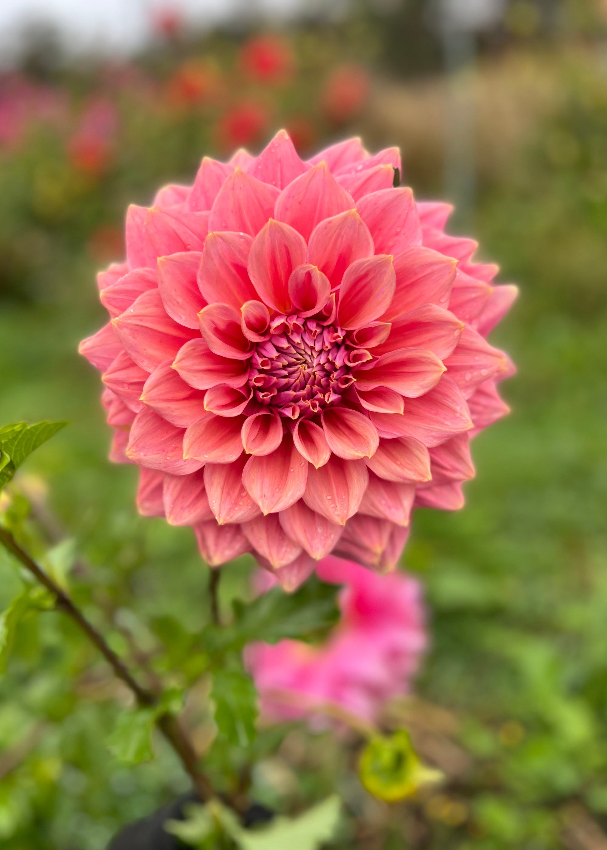 Dusty Pink Dahlia - Under the Sea flowering in a garden with a blurred background