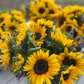 A Mini Flower Bucket of golden Sunflowers on a wooden surface - top view.