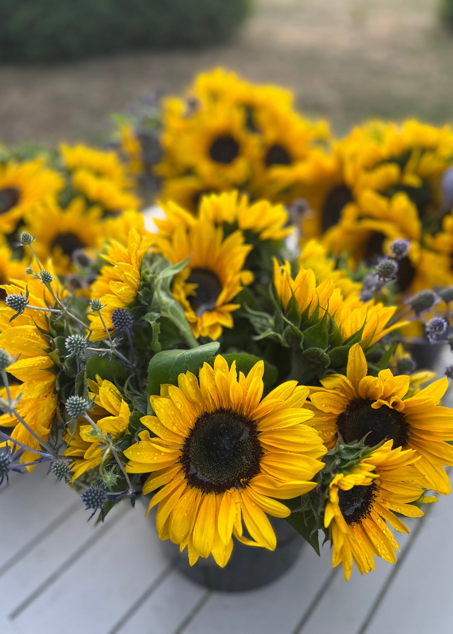 A Mini Flower Bucket of golden Sunflowers on a wooden surface - top view.