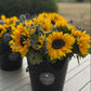 Two black mini flower buckets with sunflowers on a wooden surface outdoors.