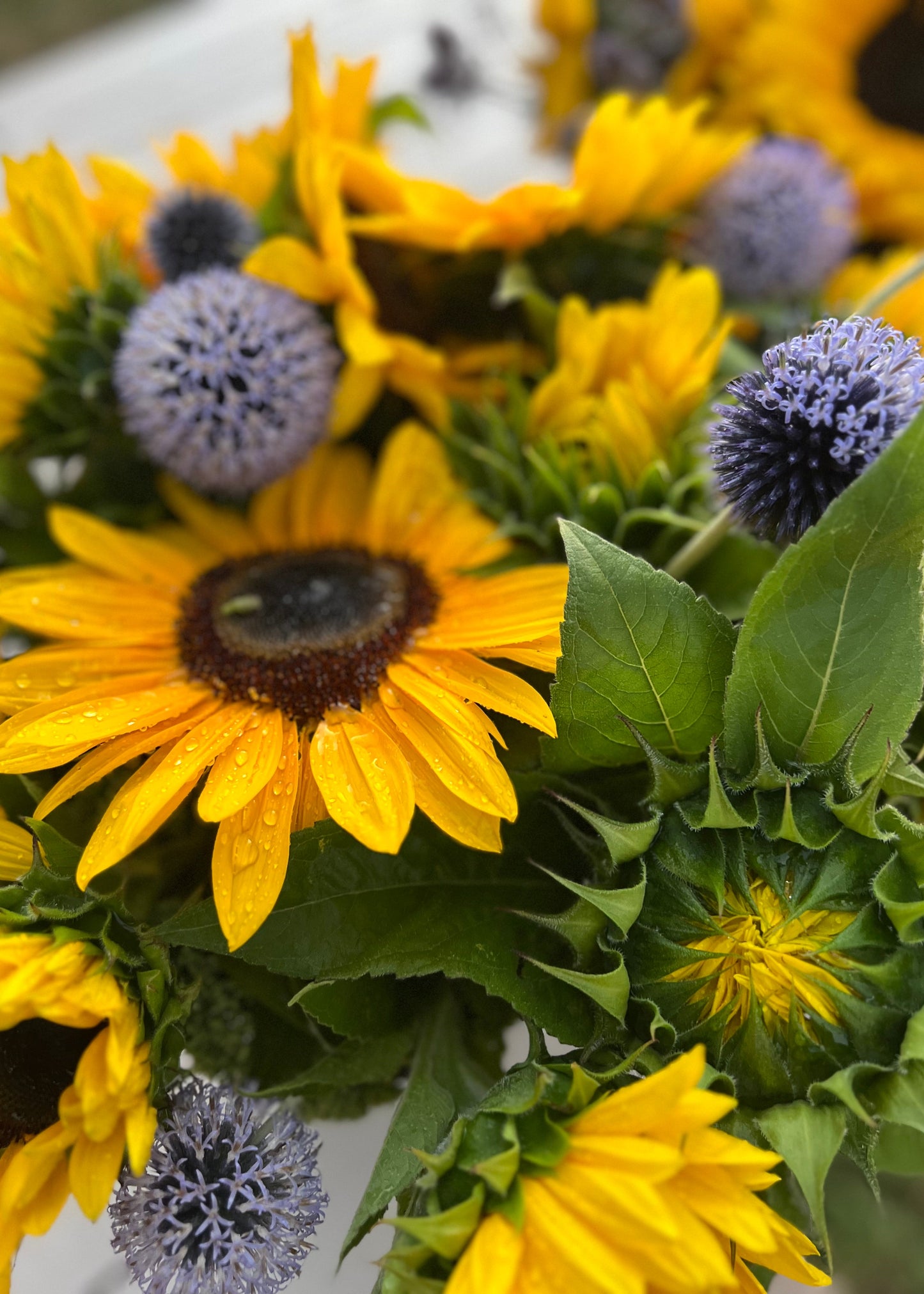 A close up view of golden Sunflower dials with blue florals.