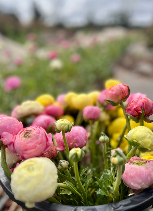 Bucket of pink, yellow, and white ranunculas in a pot with a blurred garden background.