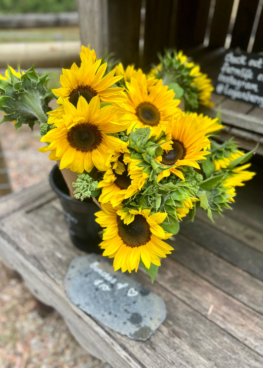 Farmgate Bunches ~ Sunflowers