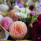 Dahlia Posies