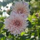 Dahlia 'Cafe au Lait'