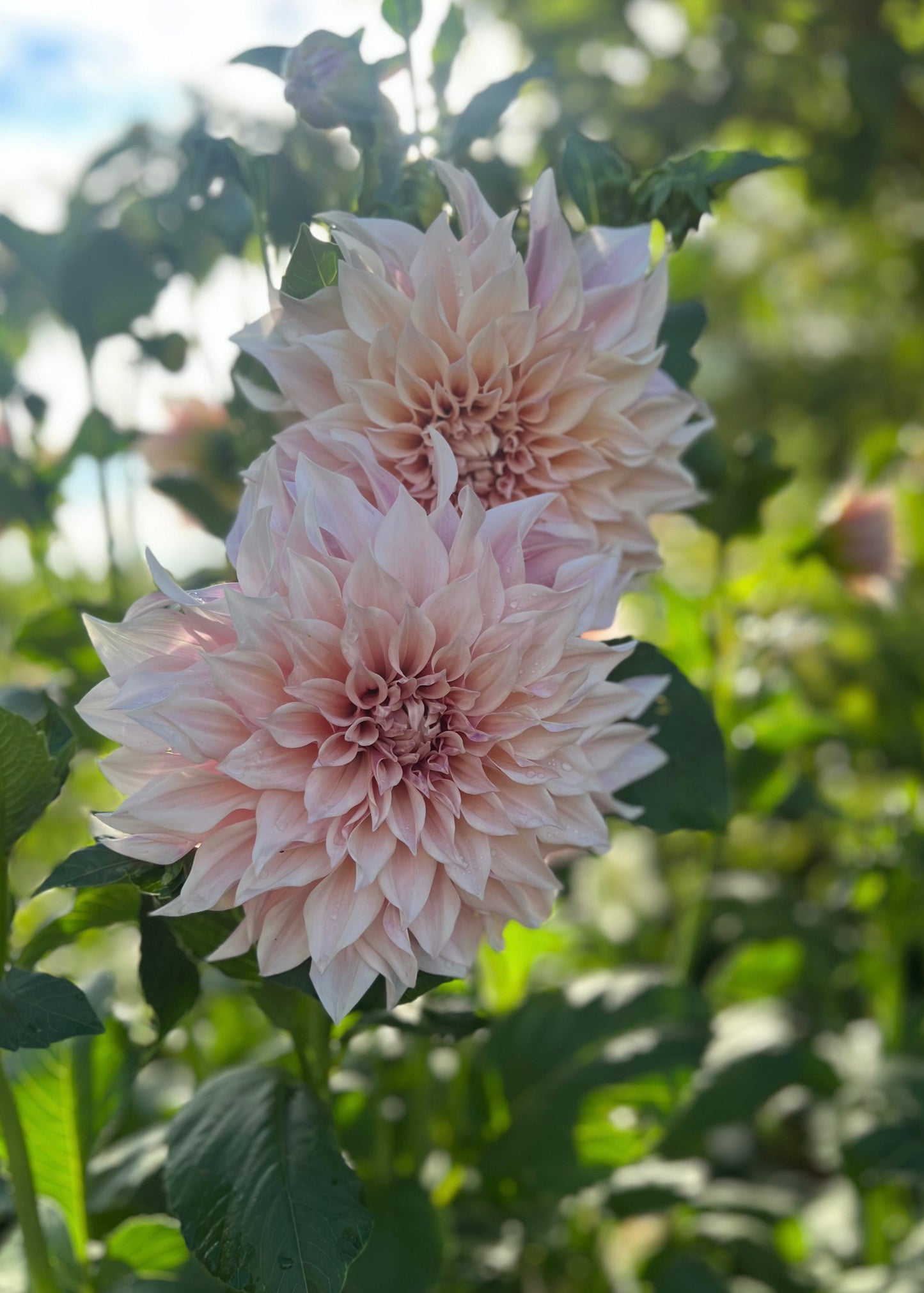 Dahlia 'Cafe au Lait'