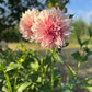 Dahlia 'Cafe au Lait'