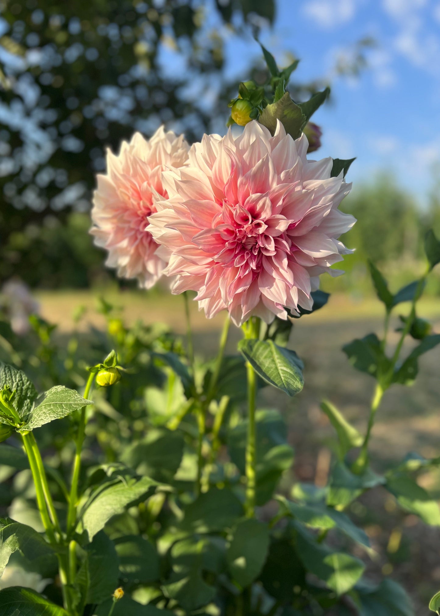 Dahlia 'Cafe au Lait'