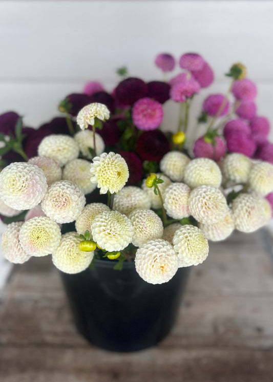 Ivory, Burgundy and Pink pompon dahlias placed in a black bucket.
