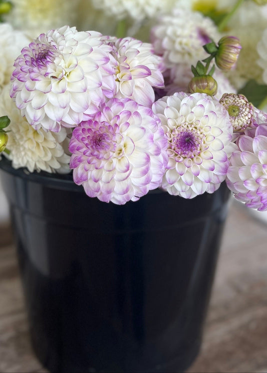 Ball Dahlia Flower Buckets
