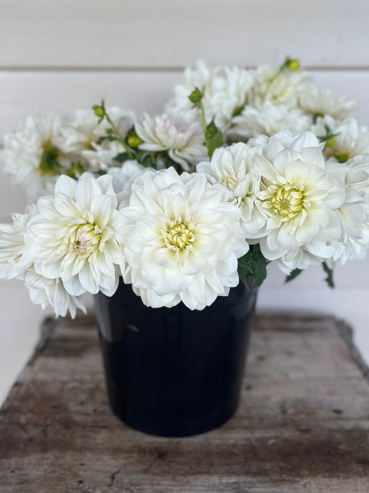 Waterlily Dahlia Flower Buckets