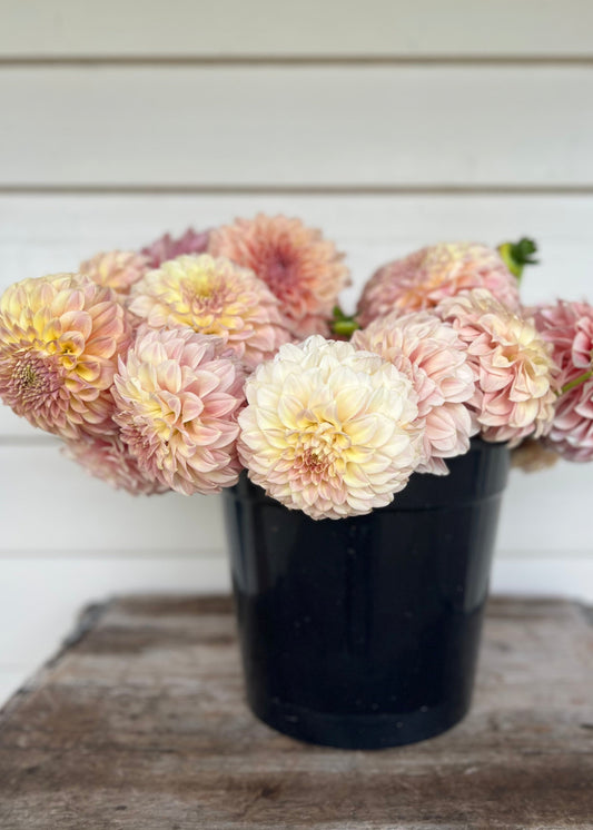 Small Decorative Dahlia Flower Buckets