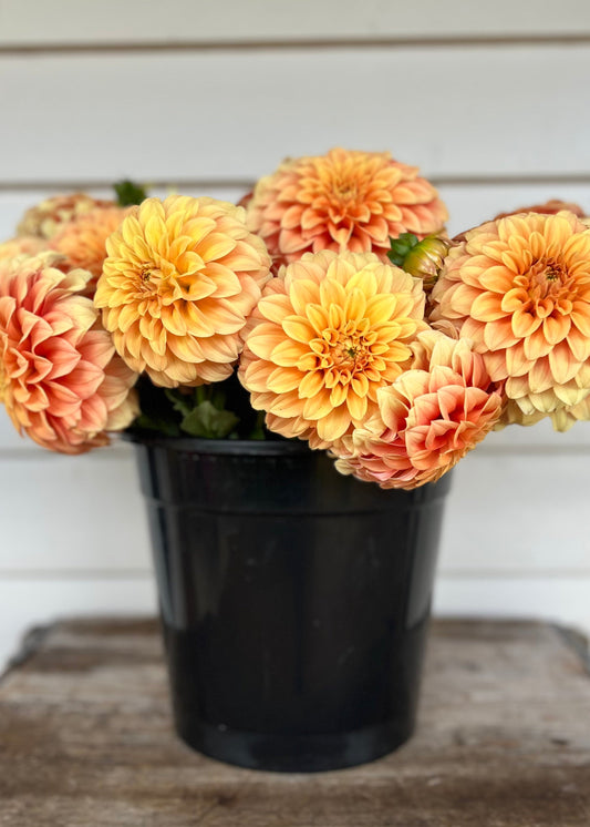Miniature Dahlia Flower Buckets