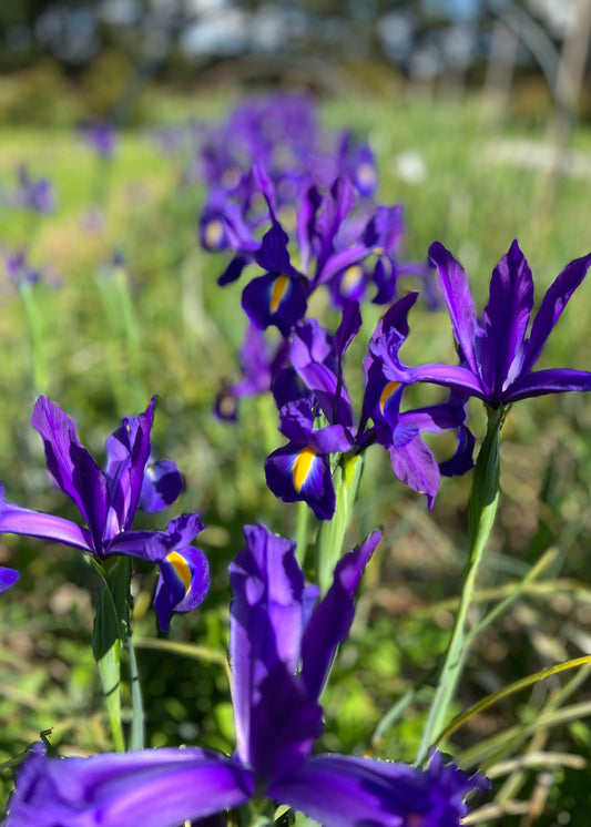 Purple Dutch Irish with yellow centres, growing in a field
