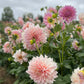 Dahlia 'Cafe au Lait'