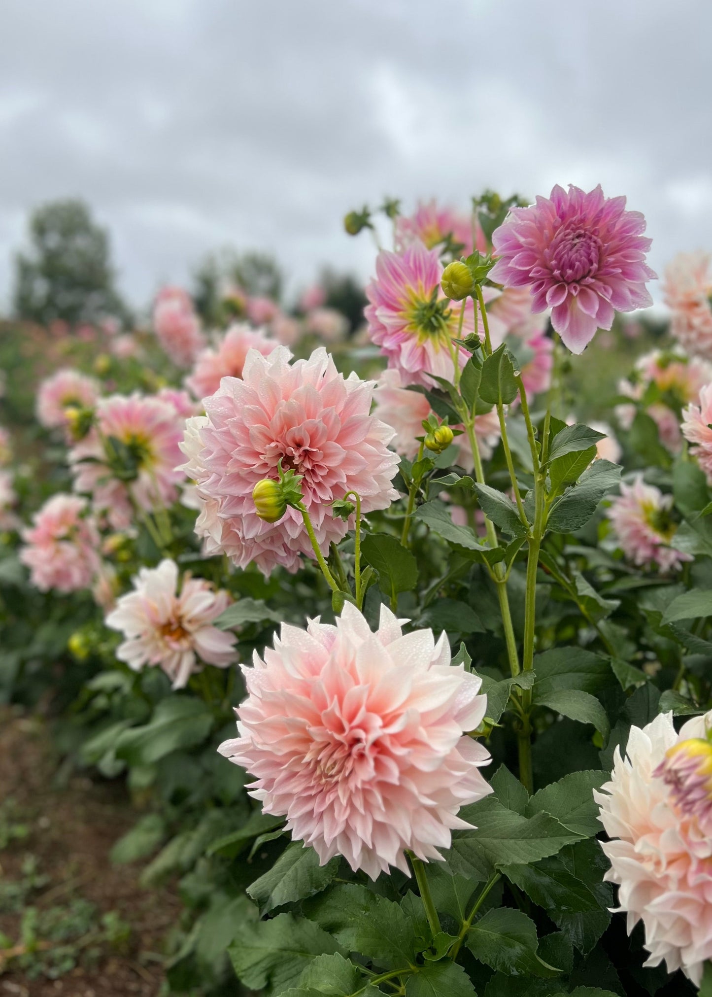 Dahlia 'Cafe au Lait'