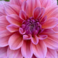 Dusty Pink Giant Decorative Dahlia ' Under the Sea' close up