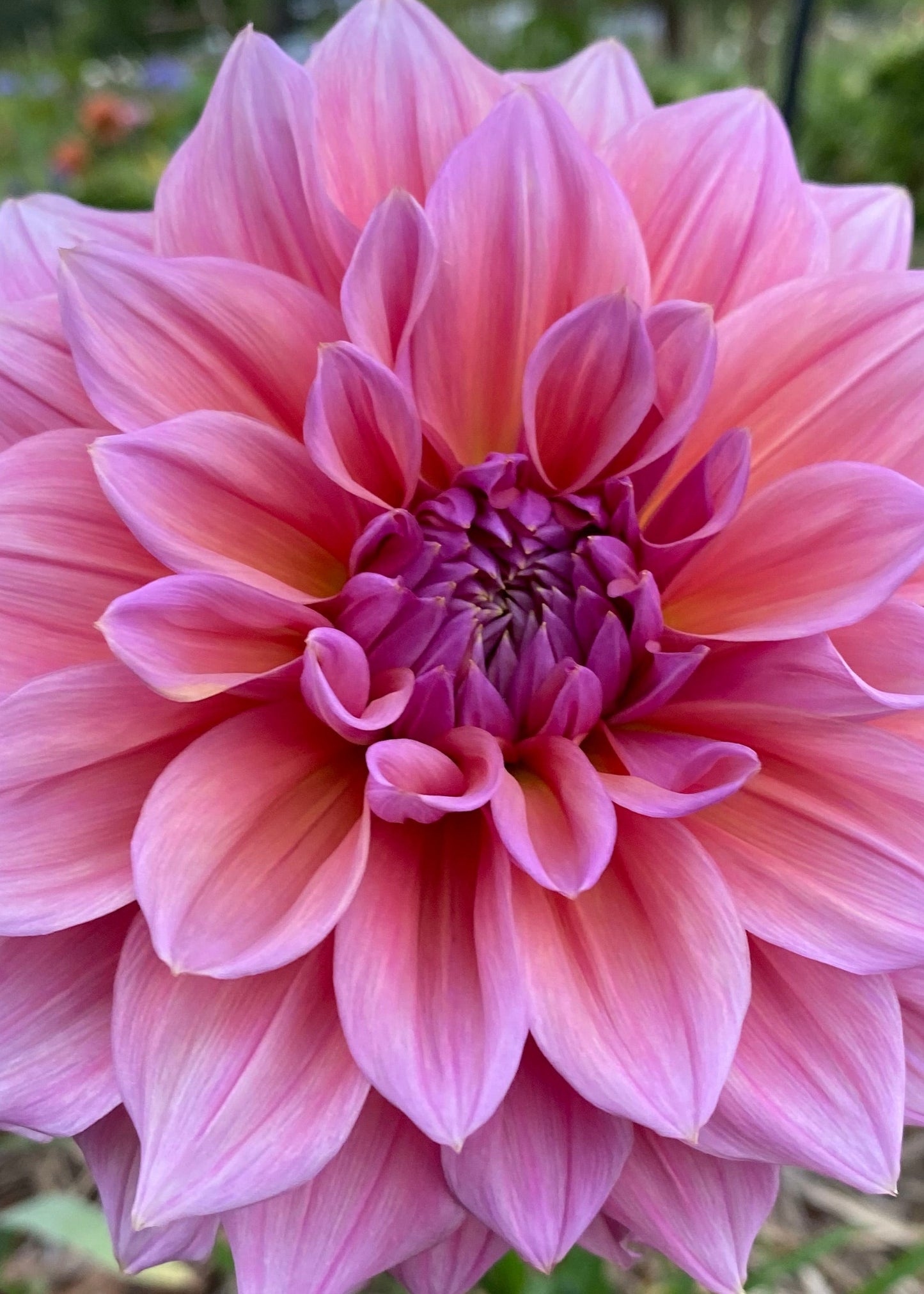 Dusty Pink Giant Decorative Dahlia ' Under the Sea' close up