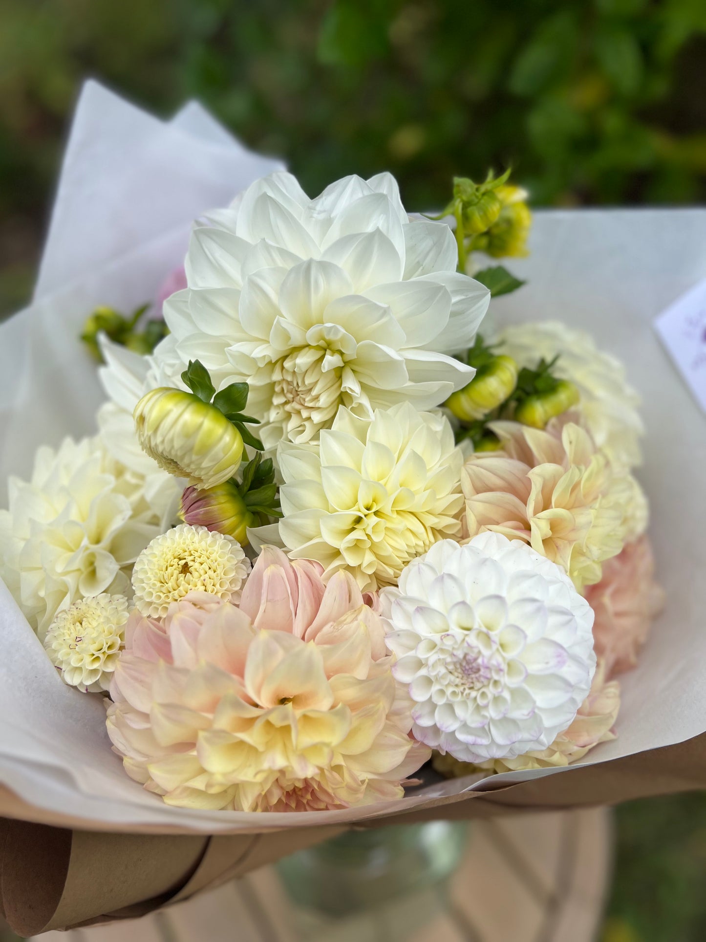 Dahlia Posies