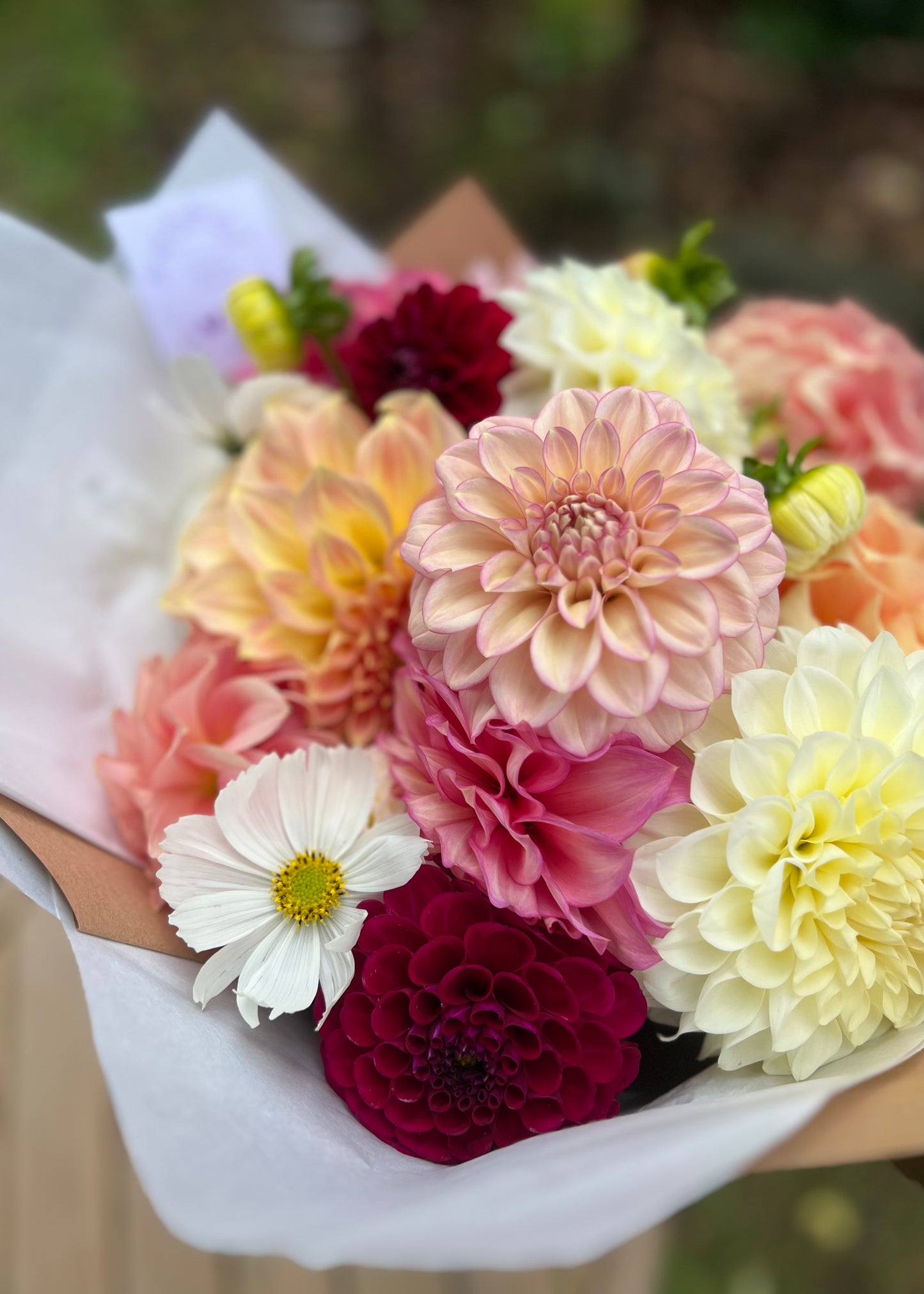 Dahlia Posies