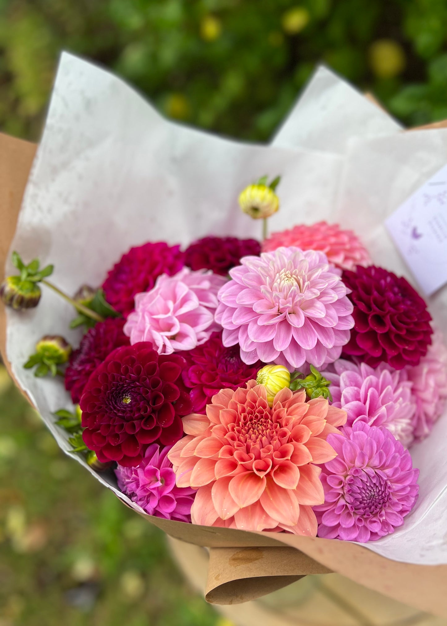Dahlia Posies