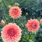 Dahlia 'Christie Leader'