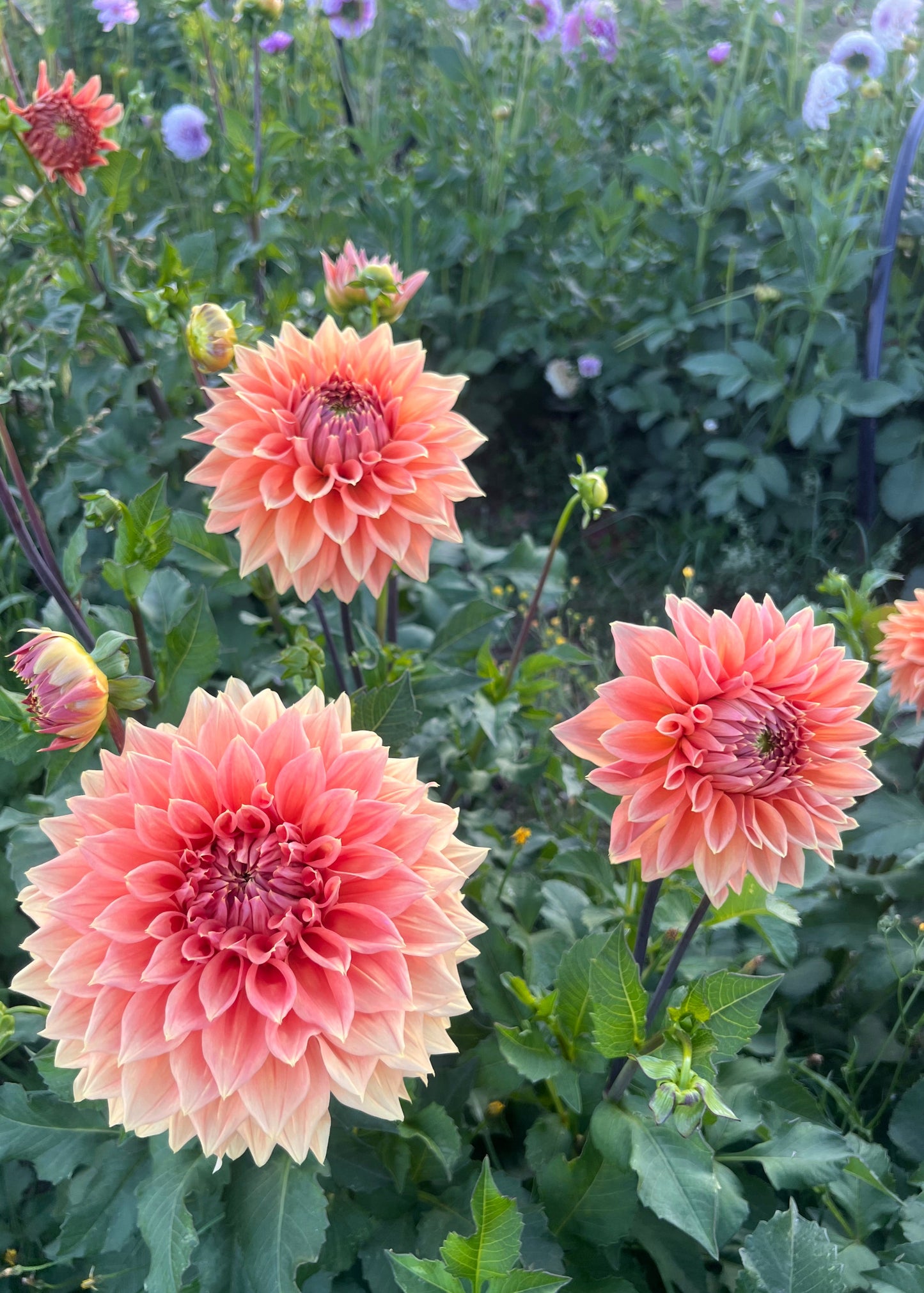 Dahlia 'Christie Leader'